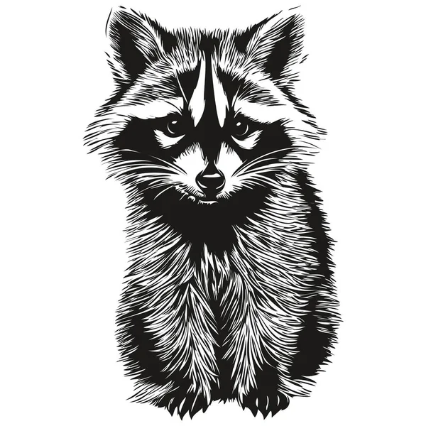 Black White Linear Paint Draw Raccoon Vector Illustratio — Stock Vector