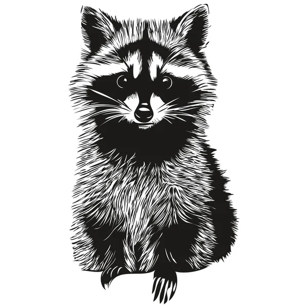 Cute Kids Hand Drawn Nursery Poster Raccoon Anima — Stock Vector