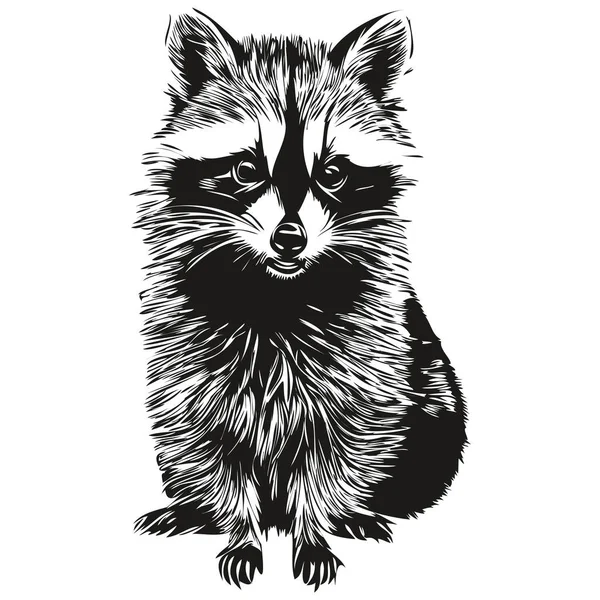 Cute Raccoon White Background Hand Draw Illustratio — Stock Vector
