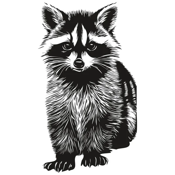 Engrave Raccoon Illustration Vintage Hand Drawing Styl — Stock Vector