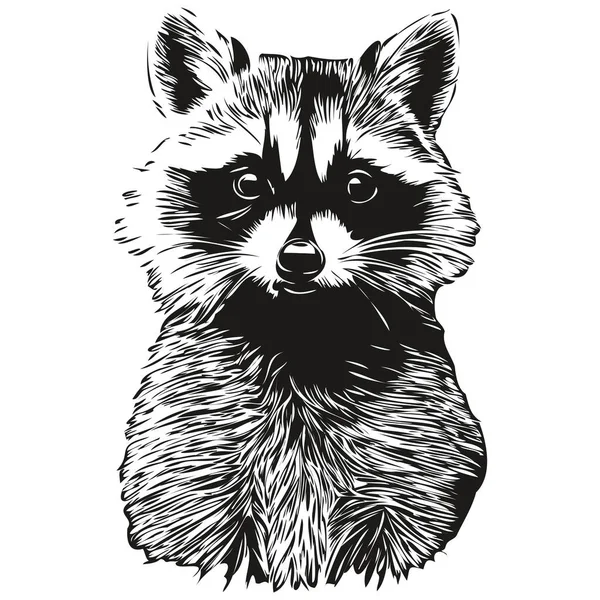 Engrave Raccoon Illustration Vintage Hand Drawing Styl — Stock Vector