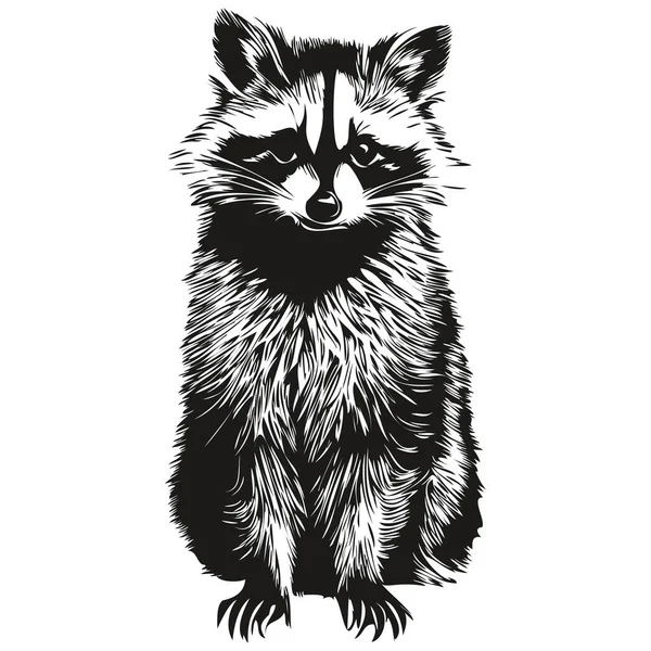 Funny Cartoon Raccoon Line Art Illustration Ink Sketc — Stock Vector