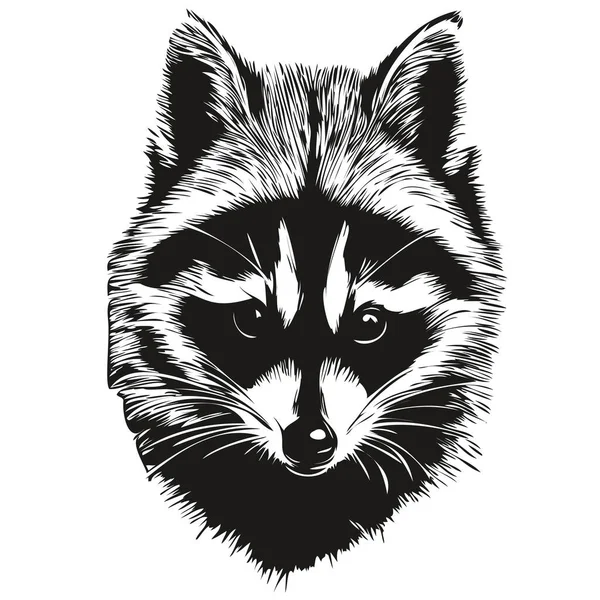 Hand Drawn Raccoon White Background — Stock Vector