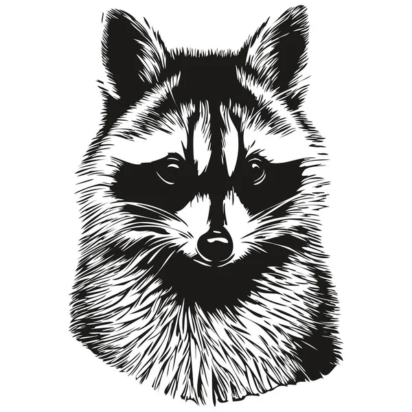 Portrait Cute Raccoon White Background — Stock Vector
