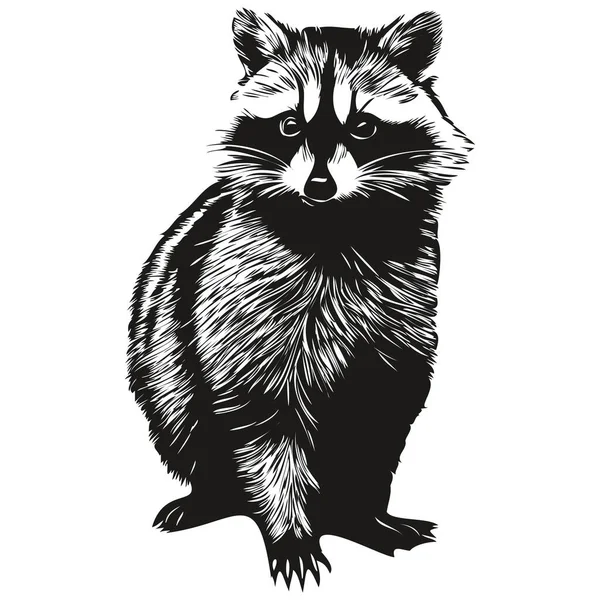 Raccoon Sketchy Graphic Portrait Raccoon White Backgroun — Stock Vector