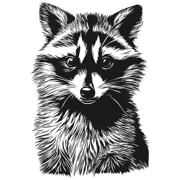 Raccoon Sketchy Graphic Portrait Raccoon White Backgroun — Stock Vector