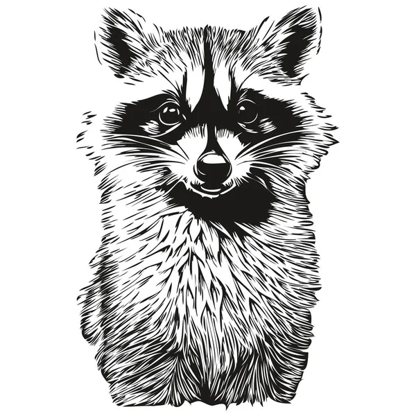 Raccoon Small Animal Cute Fluffy Realistic Vector Black Whit — Stock Vector