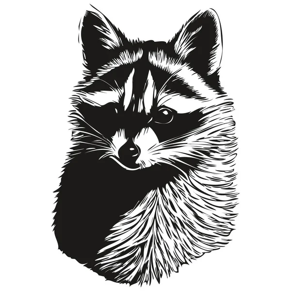 Raccoon Vecteur Illustration Ligne Art Dessin Noir Blanc — Image vectorielle