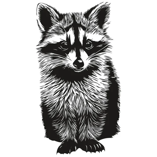 Raccoon Wektor Ilustracja Linia Sztuka Rysunek Czarny Biały — Wektor stockowy