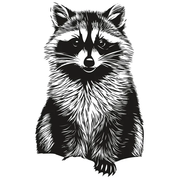 Raccoon Vektor Illustration Linje Konst Ritning Svart Och Vitt — Stock vektor