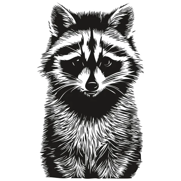 Ρεαλιστική Διάνυσμα Ρακούν Ζωγραφισμένα Στο Χέρι Εικονογραφία Των Ζώων — Διανυσματικό Αρχείο