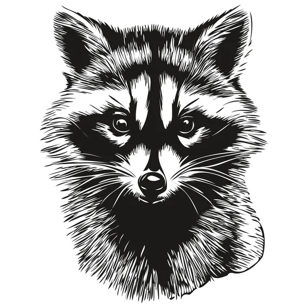 Realistic Raccoon Vector Hand Drawn Animal Illustratio — Stock Vector
