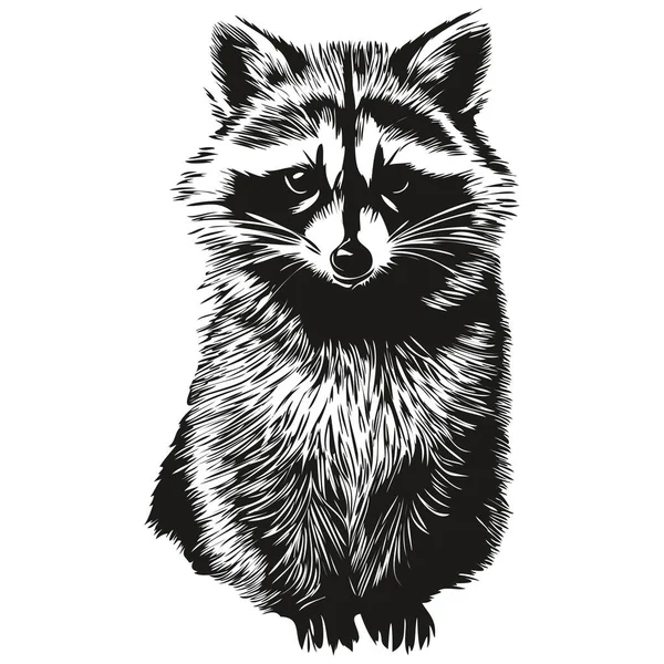 Vintage Engrave Isolated Raccoon Illustration Cut Ink Sketc — Stock Vector
