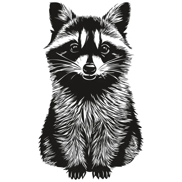 Vintage Engrave Isolated Raccoon Illustration Cut Ink Sketc — Stock Vector