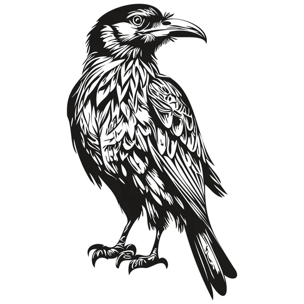 Vintage Metszet Elszigetelt Raven Illusztráció Vágott Tinta Vázlat Corbi — Stock Vector