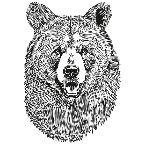 Niedźwiedzie Szkice Szkic Przezroczystym Tłem Ręcznie Rysowane Ilustracje Brui — Wektor stockowy