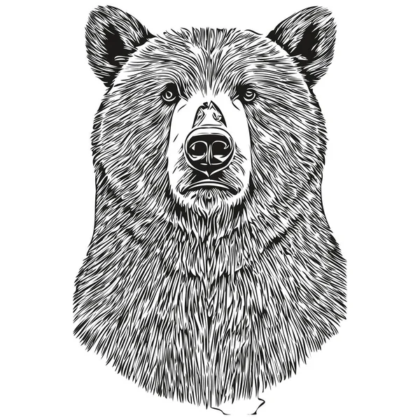 Ayı çizimleri, şeffaf arkaplan çizimleri, el çizimi Brui çizimleri.