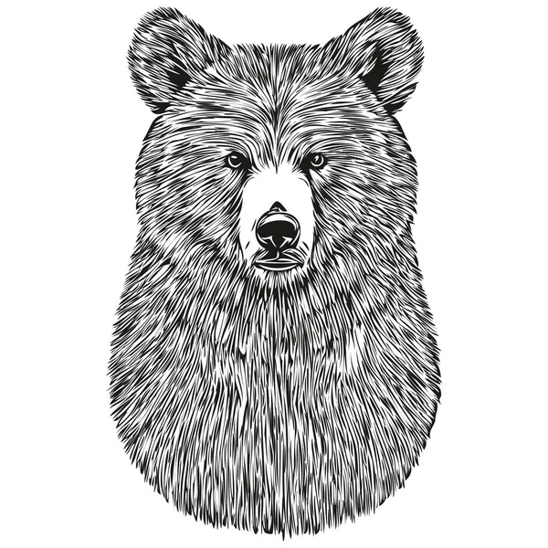 Bear Skicches Obrys Průhledným Pozadím Ručně Kreslené Ilustrační Brui — Stockový vektor