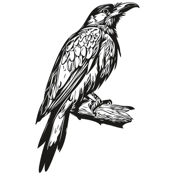 Zwart Wit Lineaire Verf Tekenen Raven Vector Illustratie Corbi — Stockvector