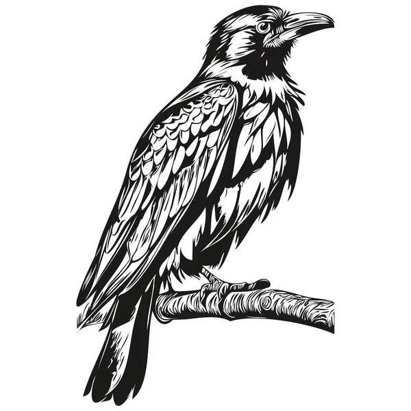 Black White Linear Paint Draw Raven Vector Illustration Corbi — Stock Vector
