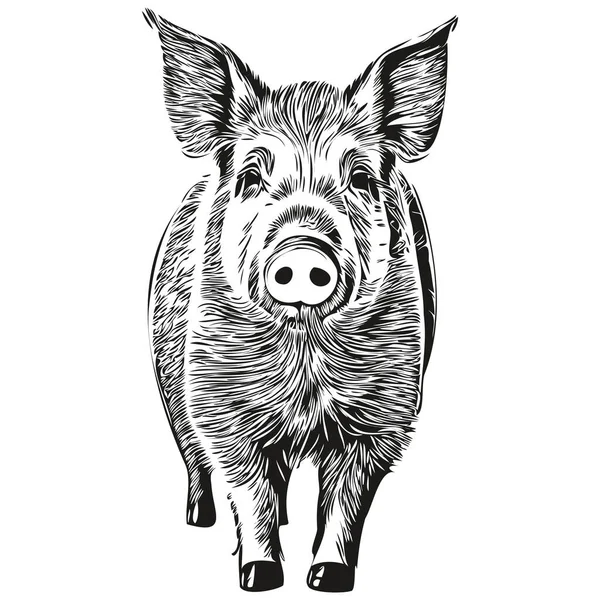 Stock vector Cute hand drawn Pig, vector illustration black and white ho