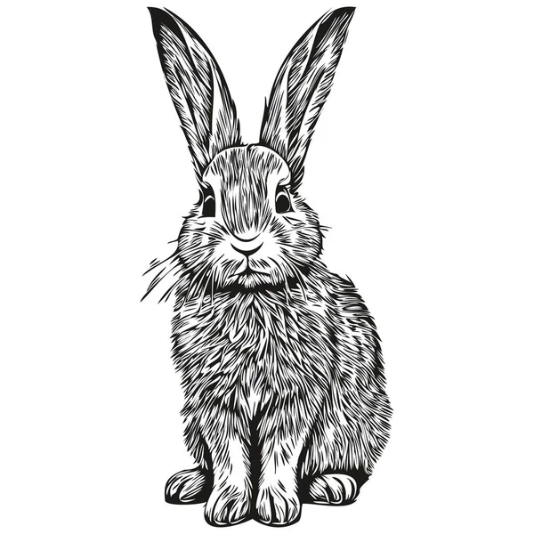 Söt Handritad Kanin Vektor Illustration Svart Och Vit Har — Stock vektor