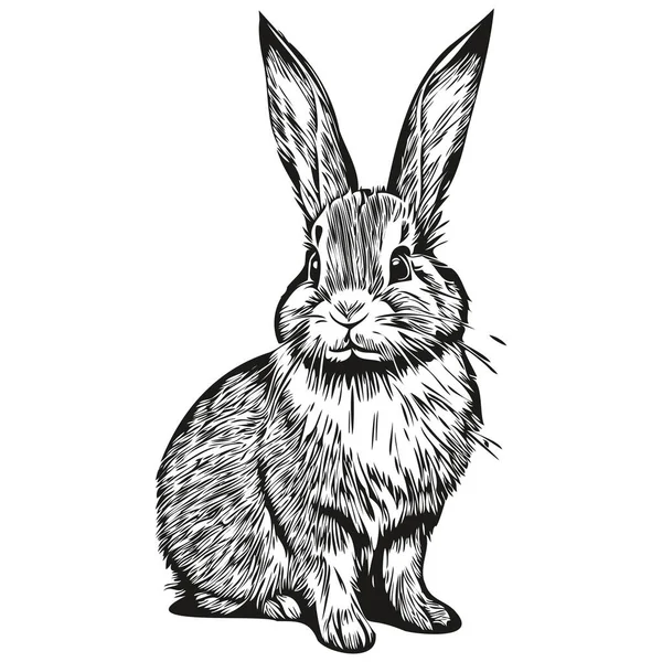 Söt Handritad Kanin Vektor Illustration Svart Och Vit Har — Stock vektor
