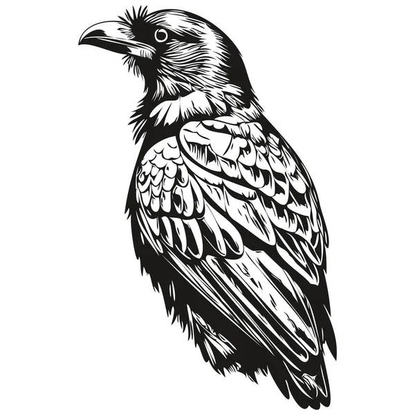 Lindo Cuervo Dibujado Mano Ilustración Vectorial Corbi Blanco Negro — Vector de stock