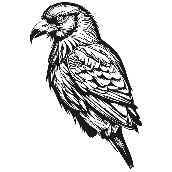 Cute Hand Drawn Raven Vector Illustration Black White Corbi — Stock Vector