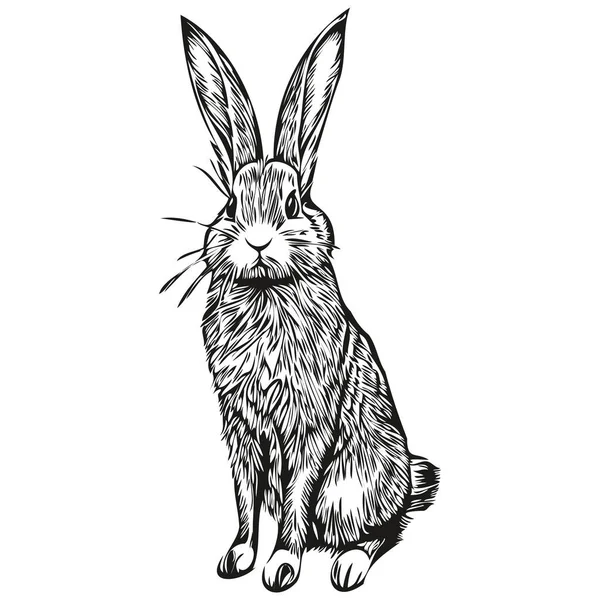 Lindo Cartel Infantil Dibujado Mano Para Niños Con Liebre Conejo — Archivo Imágenes Vectoriales