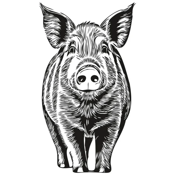 Svineskitser Skitse Med Gennemsigtig Baggrund Håndtegnet Illustration ...