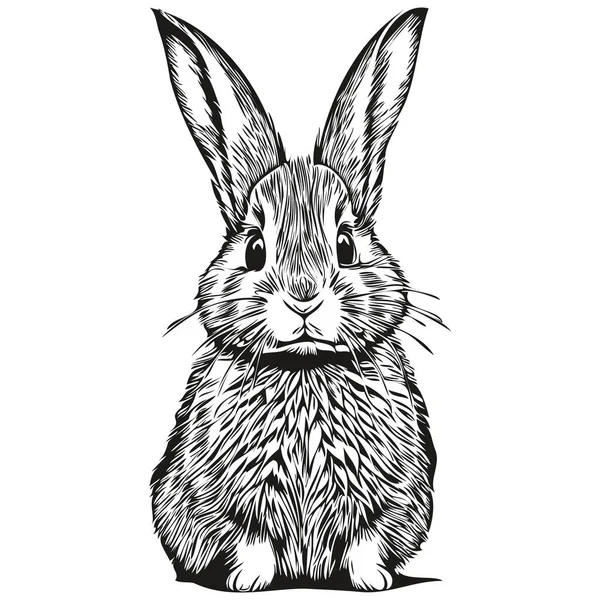 Lindo Conejo Sobre Fondo Blanco Mano Dibujar Ilustración Har — Archivo Imágenes Vectoriales