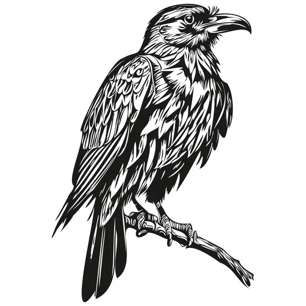 白色背景上的可爱乌鸦 手绘图片Corbi — 图库矢量图片