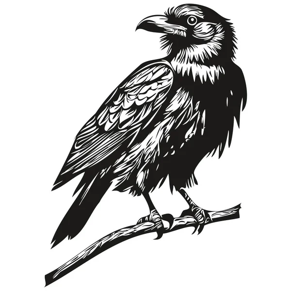 Cute Raven Białym Tle Narysować Ręcznie Corbi — Wektor stockowy