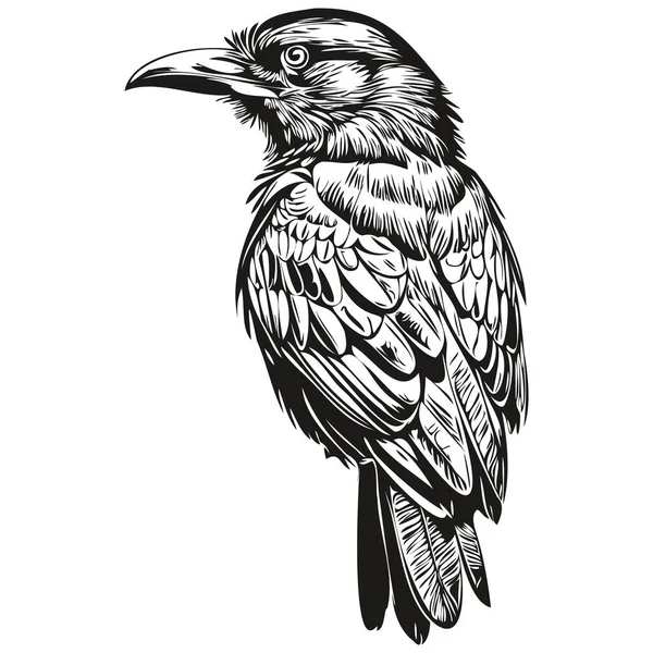 Graveren Raven Illustratie Vintage Hand Tekening Stijl Corbi — Stockvector