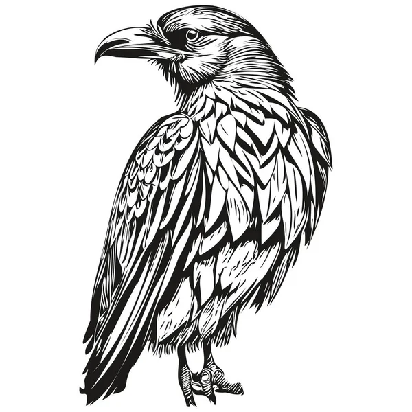 Grabar Ilustración Raven Estilo Dibujo Mano Vintage Corbi — Vector de stock
