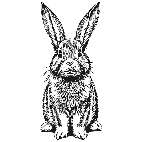 面白い漫画ウサギ ラインアートイラストインクスケッチ Har — ストックベクタ