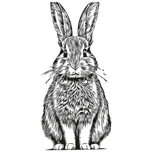 Funny Cartoon Rabbit Line Art Illustration Ink Sketch Har — Stock Vector