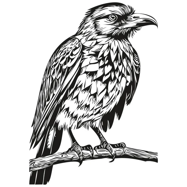 Vicces Rajzfilm Raven Line Art Illusztráció Tinta Vázlat Corbi — Stock Vector
