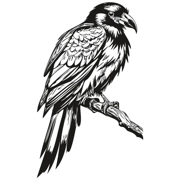Lustige Cartoon Raven Zeilenkunst Illustration Tinte Skizze Corbi — Stockvektor