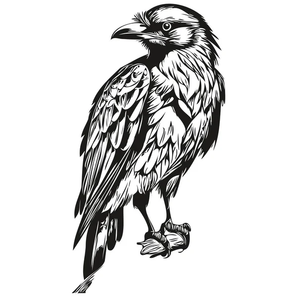 Funny Cartoon Raven Line Art Illustration Ink Sketch Corbi — Stock Vector
