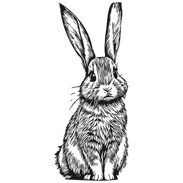 Dibujos Animados Dibujados Mano Conejo Vector Vintage Ilustración Har — Archivo Imágenes Vectoriales