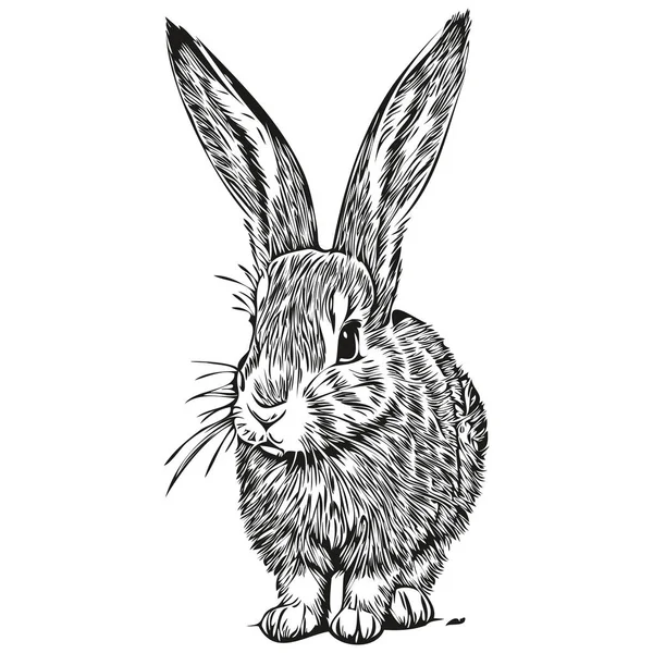 Hand Drawn Cartoon Rabbit Vector Vintage Illustration Har — Stock Vector
