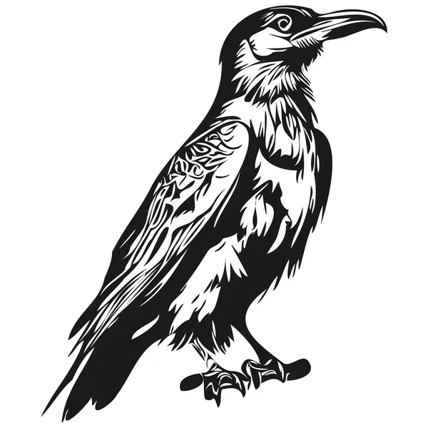 Ručně Kreslený Kreslený Raven Vektorový Vintage Ilustrace Corbi — Stockový vektor