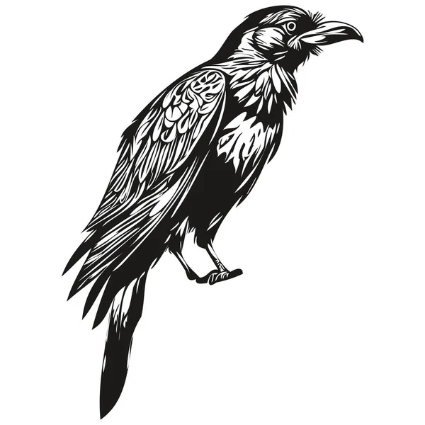 Desenho Mão Desenho Animado Raven Vetor Vintage Ilustração Corbi — Vetor de Stock