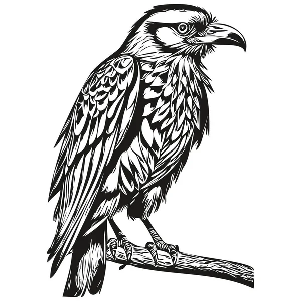 Handritad Tecknad Raven Vektor Vintage Illustration Corbi — Stock vektor
