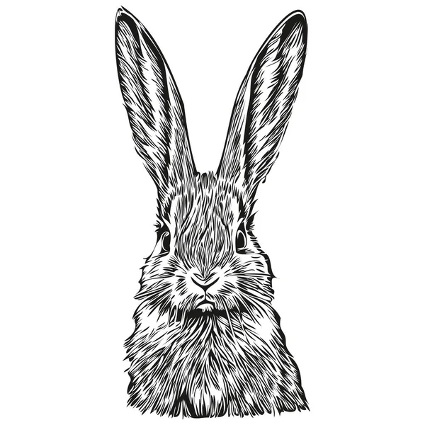 Hand Drawn Rabbit White Background Har — Stock Vector