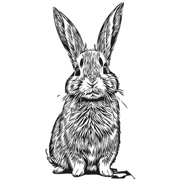 在白色背景上手绘兔子 — 图库矢量图片