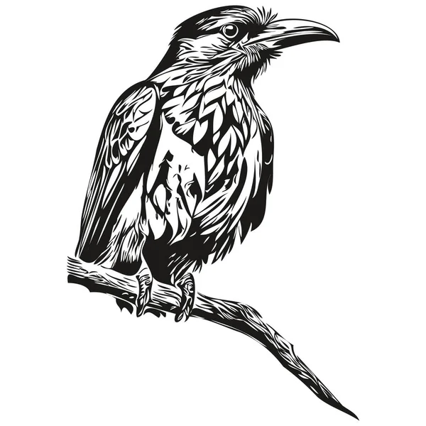Hand Drawn Raven White Background Corbi — Stock Vector