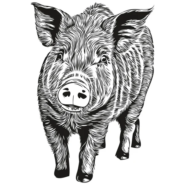 stock vector Pig sketch, hand drawing of wildlife, vintage engraving style, vector illustration ho